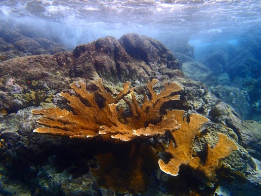 Beautiful Coral while Snorkeling