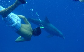 Freediving with Dolphin