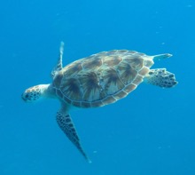 SCUBA with Sea Turtles